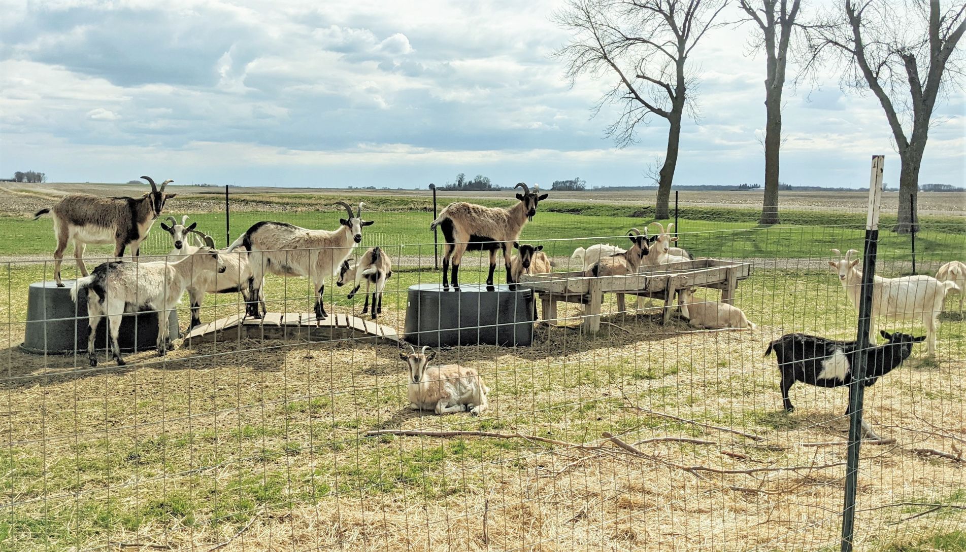 Goats on the Go 6.jpg
